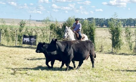 La vaca Biónica, planteles poco convencionales y segundas oportunidades: los orgullos que exhibió San José del Yaguarí en la Gira Angus