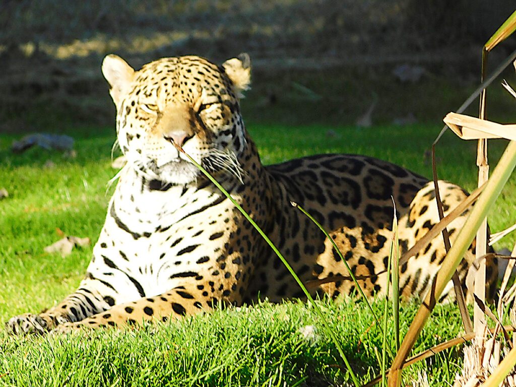 Proyecto regional plantea la conservación de especies autóctonas, como el Jaguar Panthera Onca