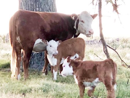Porcentajes de preñez “entre muy buenos y excelentes” según relevamiento del Plan Agropecuario