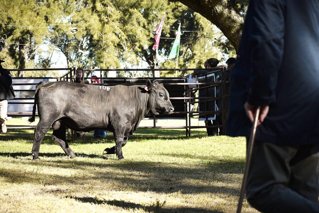 Con “uniformidad” resaltada por el jurado, destaque para cabañas de la región en 1ª Expo Terneros de la raza Angus