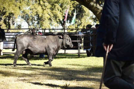 Con “uniformidad” resaltada por el jurado, destaque para cabañas de la región en 1ª Expo Terneros de la raza Angus