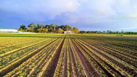Durazno movilizó más de USD 6 millones en 2021 en arrendamientos de tierra, con promedios por debajo de la media nacional