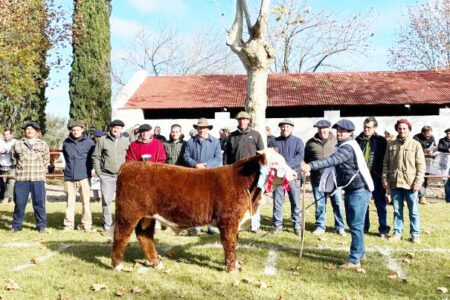 El Paraíso de Bordaberry y Alfonso e Hijos, premios múltiples en la 4ª Expo Nacional Hereford que buscó “realidades sobre promesas”