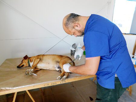Más de 400 canes se han intervenido desde abril a la fecha en Durazno; castraciones continúan desde el 6