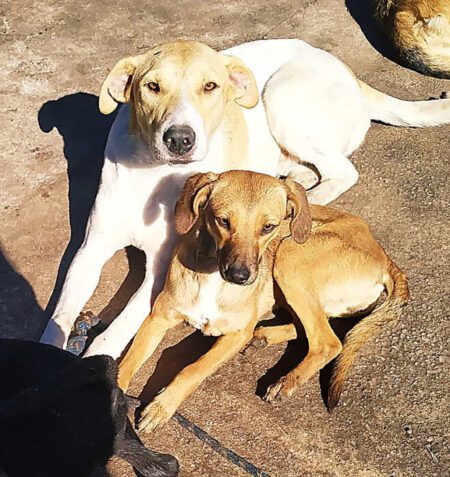 OBA Durazno adopcion