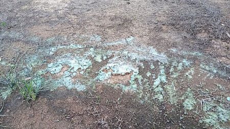 Conclusión científica: embalses del río Negro mantienen cianobacterias todo el año
