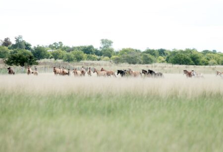 Los Criollos convocan en la Sociedad Rural de Durazno durante todo el fin de semana