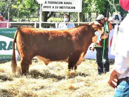 toros rural de durazno