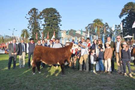gran campeona polled hereford