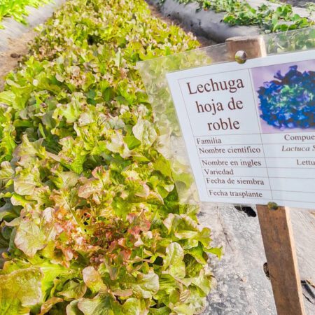 produccion de la huerta rural durazno