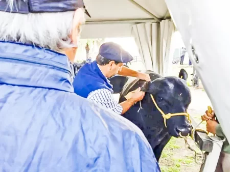 trabajo veterinario en el ingreso de los animales