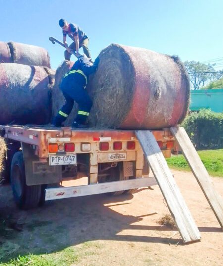 fardos durazno mgap