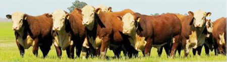 polled hereford de abella