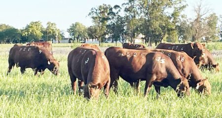 red angus la empastada remate