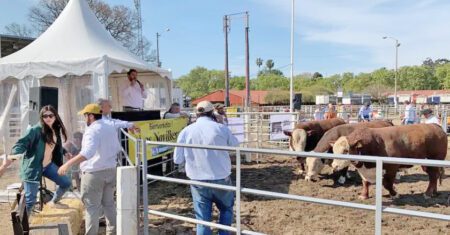 toros de alfonso los novilleros