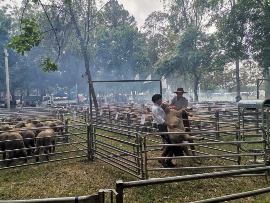 cordero pesado fiesta sarandi del yi
