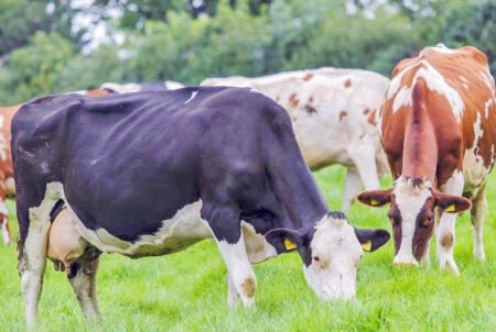 Cayó cifra de ganado lechero en Durazno un 5%, descendió stock bovino y equino y aumentó la cantidad de ovinos