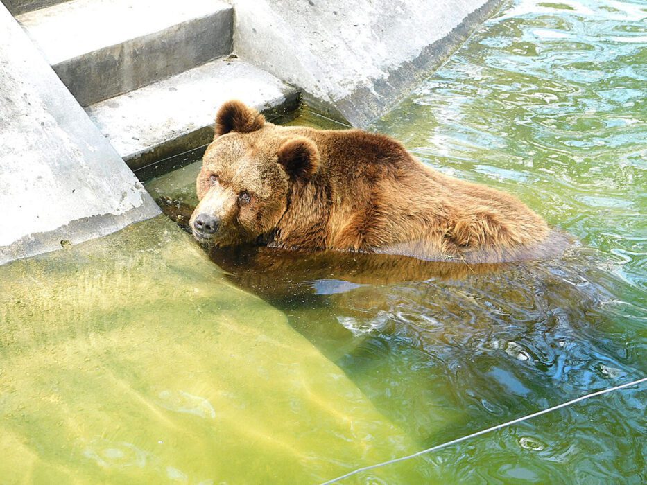 osa maria bioparque durazno