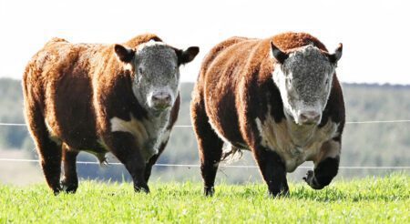 Genética Hereford de Las Anitas llega a Punta del Este a través de Madres Superiores