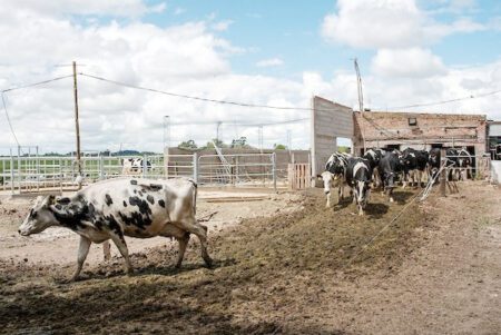 Sin lluvias, sin forraje, sin expectativas, productores lecheros piden ayuda financiera al gobierno