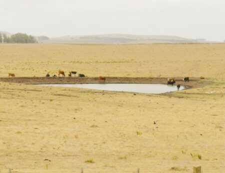 Además del pastoreo en vía pública, ¿qué beneficios tienen los productores afectados por la Emergencia Agropecuaria?