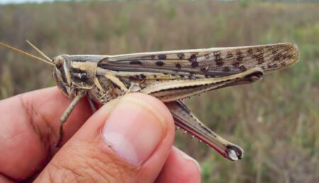 Las langostas muy cerca de campos de Durazno; ya afectaron 5000 hectáreas de Florida