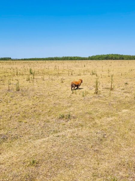 “El campo terminado”, las crudas aseveraciones y testimonios de productores del departamento ante la sequía
