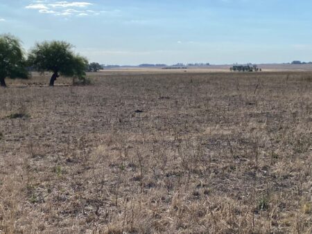 Establecimientos de Durazno hace más de 83 días que no reciben agua de lluvia