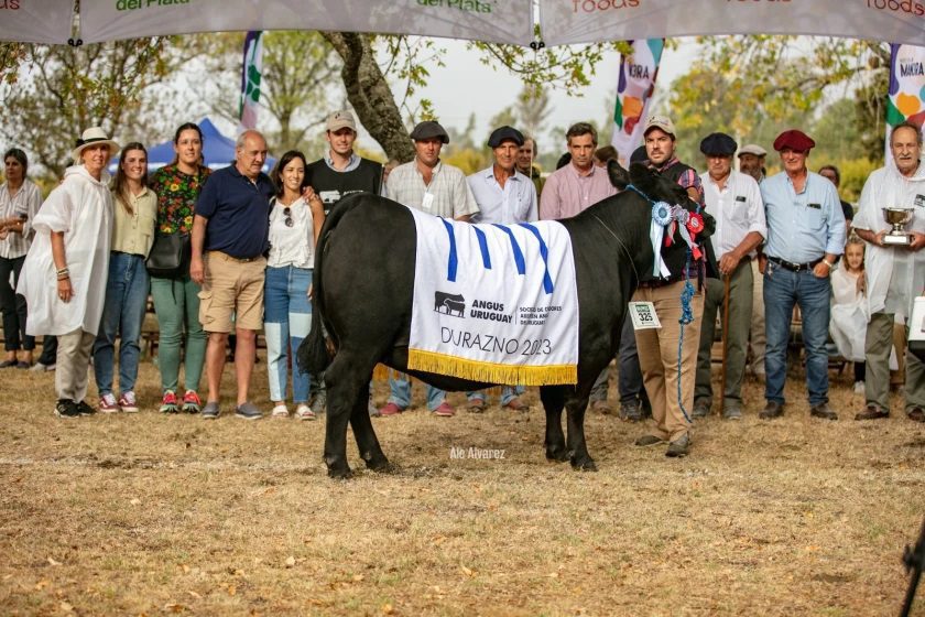 Expo Durazno: En filas “potentes” el Angus consagró animales de Milkland y Carlos Ojea además de San Gregorio Ganadera