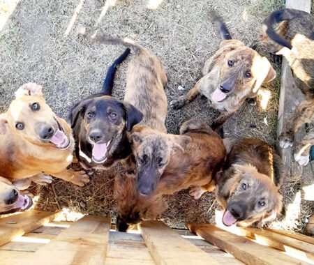 Valeria Almada, la vida por OBA y por más de 300 canes: “Los que piden la perrera nunca han sentido el cariño que pueden dar esos perros”