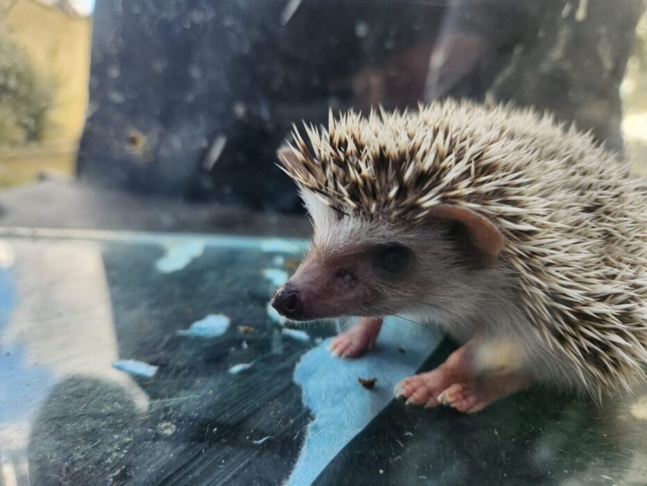 Bioparque Durazno recibió animales incautados por la aduana uruguaya 2 erizo africano en bioparque durazno