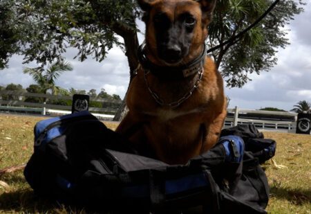 Dos canes de la Unidad K9 galardonados por la Dirección Nacional Guardia Republicana (video)
