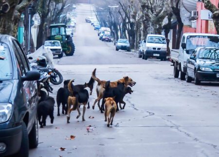 Ante sucesión de mordeduras y accidentes, con perros como protagonistas, vecinos reclaman la perrera