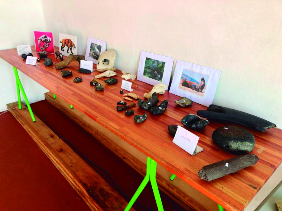 Rafael Casas realizó talleres de paleontología en Las Pitangas: El Devónico aflora en el Cordobés 3 En la vitrina material recolectado e identificado