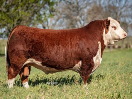 Mejicano aventajó a toros de Gales y Canadá para consagrarse como el mejor del mundo en la raza Hereford