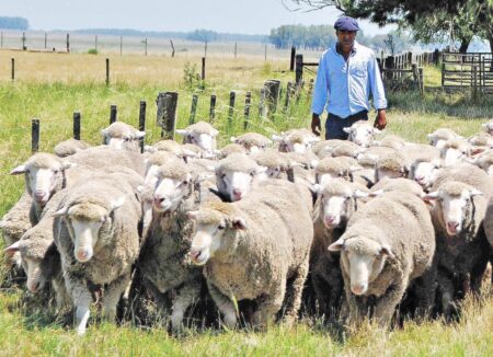 Los animales de La Pastoral listos para el remate de mañana