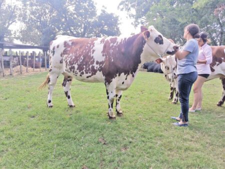 Trabajo de la Escuela Agraria Durazno en raza Normando