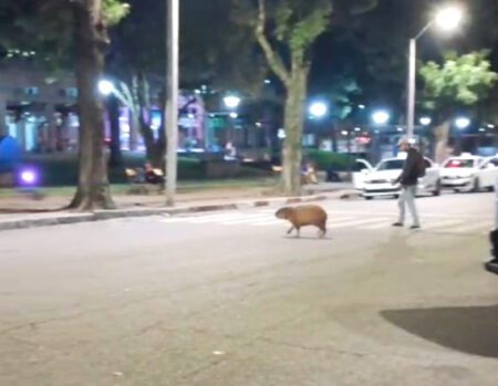 Capibara fugitivo protagonizó búsqueda implacable en Durazno