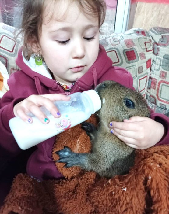 Juanito, el carpincho: Causó todo un alboroto en la ciudad, se salvó de terminar en la parrilla y volvió con su familia 4 La hermanita humana dandole el biberón a Juanito