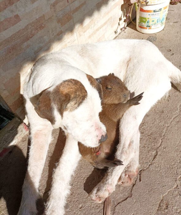 Juanito, el carpincho: Causó todo un alboroto en la ciudad, se salvó de terminar en la parrilla y volvió con su familia 2 Una siestita con el hermano canino