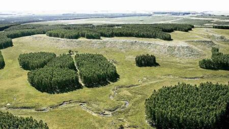Los campos forestados están ubicados al norte del país