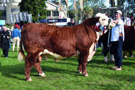 Hereford, una raza que siempre es atractiva en el Prado