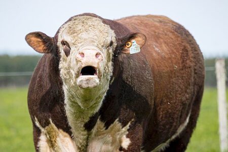 Se vienen los toros de Alfonso, hoy en la cabaña, zona de Feliciano