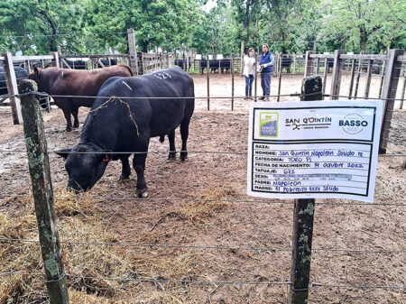 Los toros de San Quintín en la Fomento de Flores (Foto Alvaro Aguiar)
